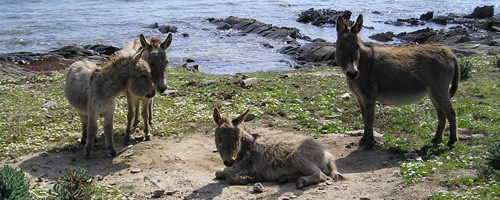 asinara sardegna