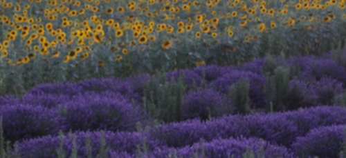 valensole